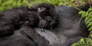 Gorilla Trekking Photography Tips