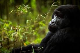 Is Gorilla Trekking Worth the Money?