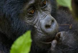 Gorilla Trekking During COVID and Health Safety