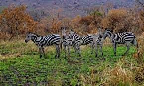 Wildlife Encounters You Can Expect in Rwanda