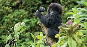 How Safe is Gorilla Trekking in Africa