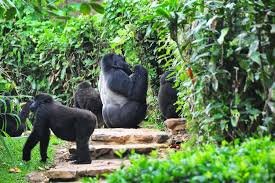 Luxury Gorilla Trekking Experiences in Africa