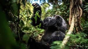 Gorilla Trekking For First time Visitors
