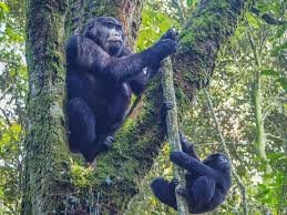 Common Myths About Gorilla Trekking