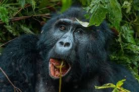 Why Should You Book Gorilla Trekking Early