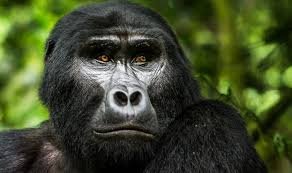 Rwanda Gorilla Safari Booking Guide