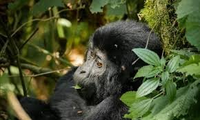 Why Rwanda is the Best Place For Gorilla Trekking