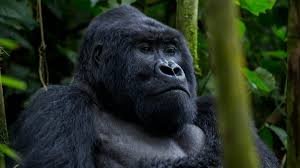 Why Uganda Has the Best Gorilla Trekking