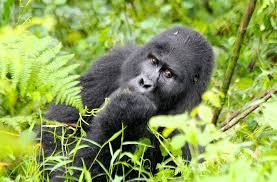 Best Time to Visit Rwanda For Gorilla Trekking