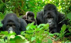 Gorilla Trekking in Africa: Complete Guide