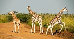 Best Wildlife Stories From Uganda Safaris