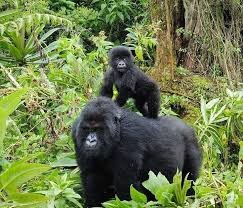 Can Children Go Gorilla Trekking?