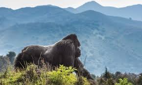 Kigali to Volcanoes National Park Guide