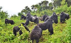 Best African Countries for Gorilla Trekking