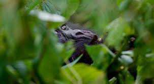 budget-safari-options-in-rwanda
