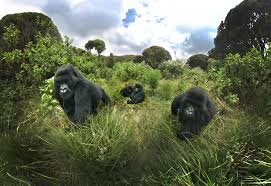 gorilla-trekking-and-lake-mburo-safari