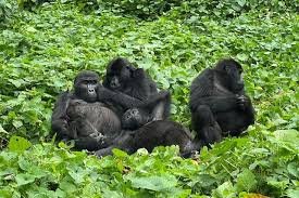how-safe-is-rwanda-for-tourists