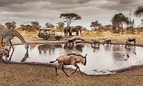 Best Serengeti National Park Safari
