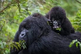 Honeymoon Gorilla Trekking Packages in Uganda