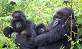 Gorilla Trekking in June and July