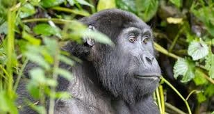Airport Transfers for Gorilla Trekking Tours