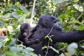 What to Expect During a Gorilla Trekking Experience