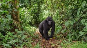 Gorilla Trekking Ettiquette Every Tourist Must Follow
