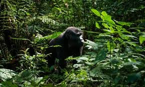 gorilla-trekking-for-american-tourists