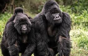 Gorilla Trekking for Solo Travelers