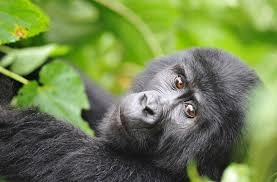 Budget Gorilla Trekking Options