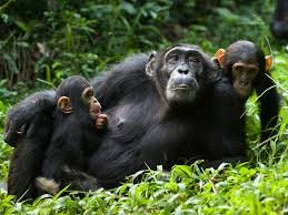 Chimpanzee Tracking in Uganda