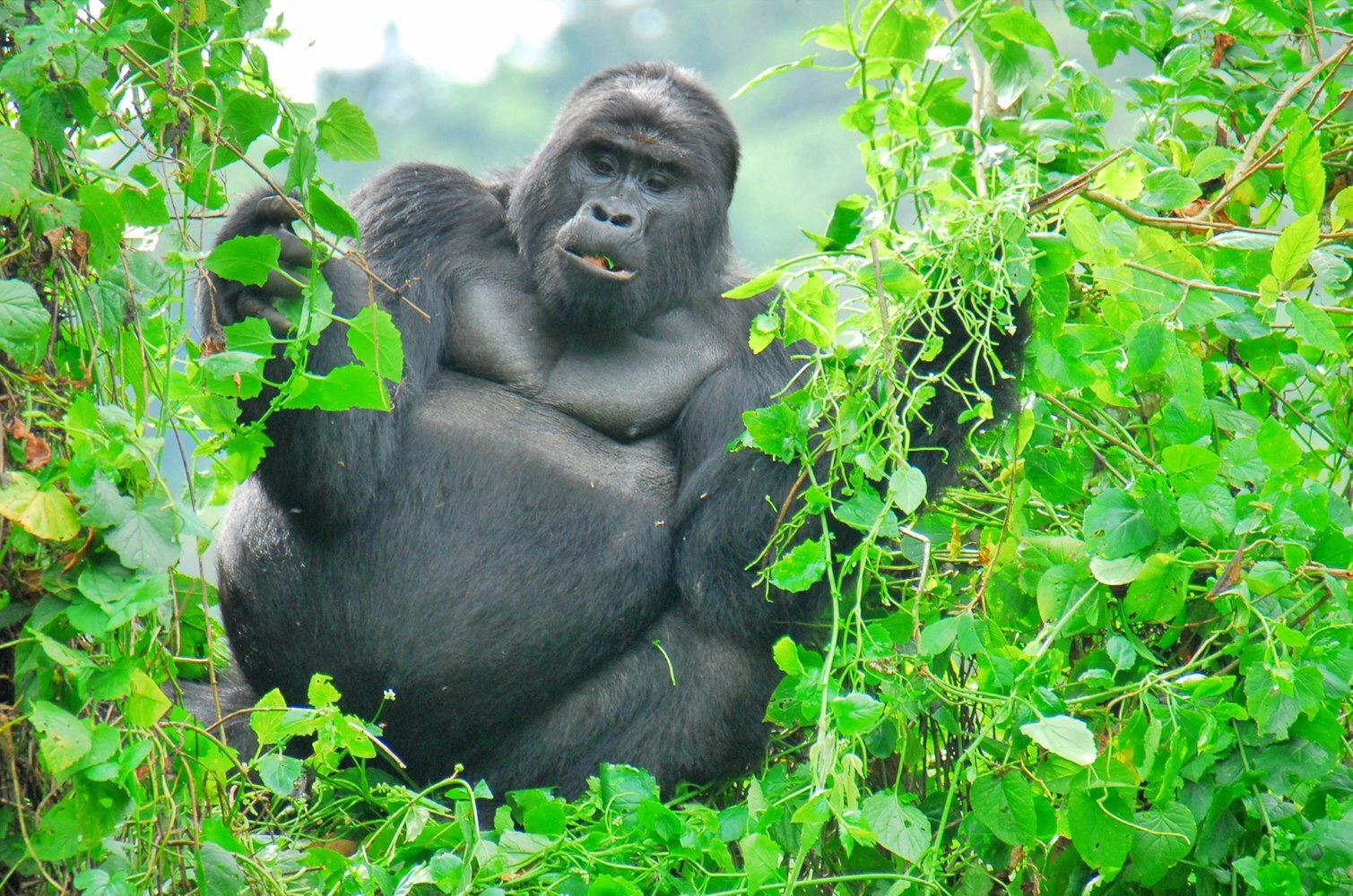 Why Bwindi Is a UNESCO World Heritage Site