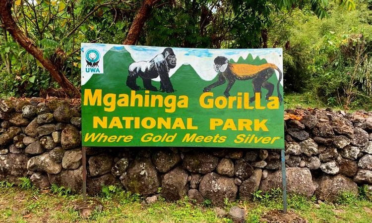 mgahinga-national-park-travel-guide