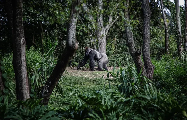The Best Countries For Gorilla Trekking in Africa