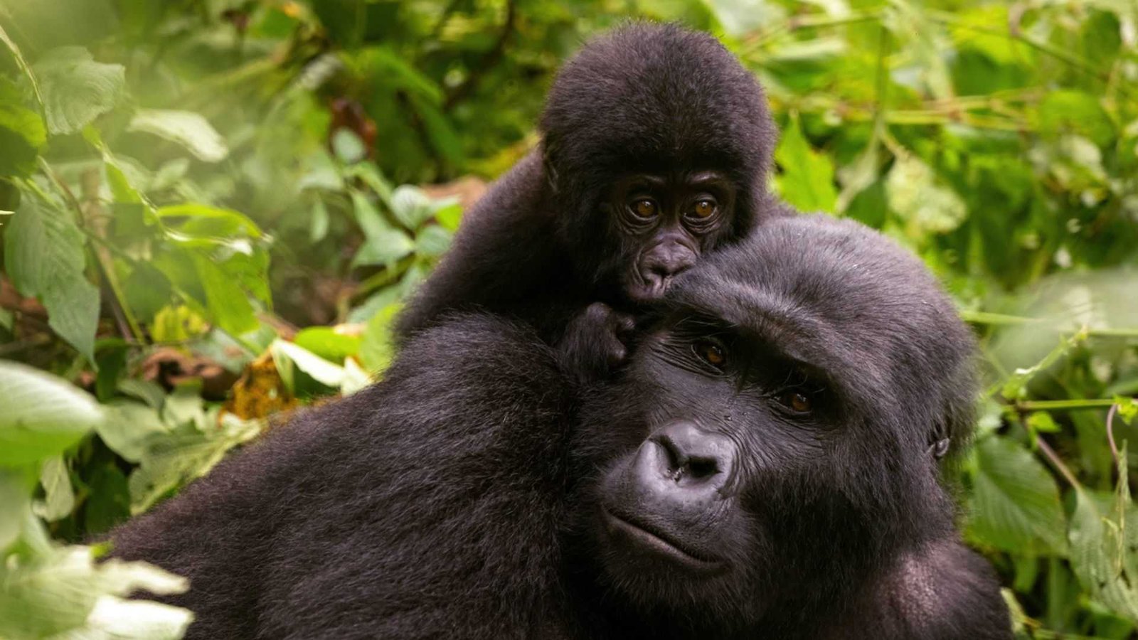 bwindi-gorilla-trekking-guide-for-first-time-travelers