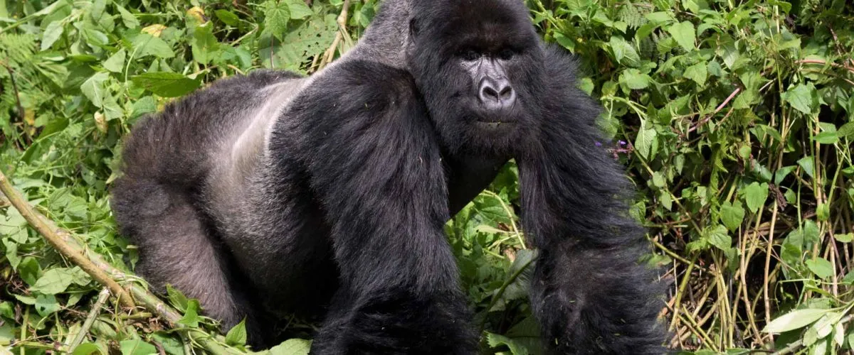 History of Mountain Gorillas in East Africa