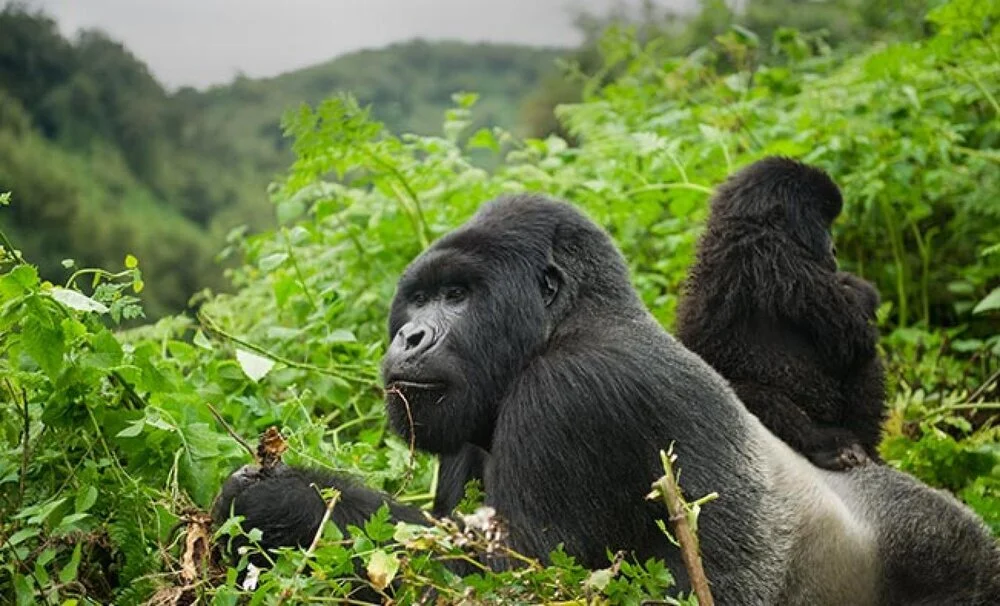 How To Prepare For a Gorilla Trekking Adventure