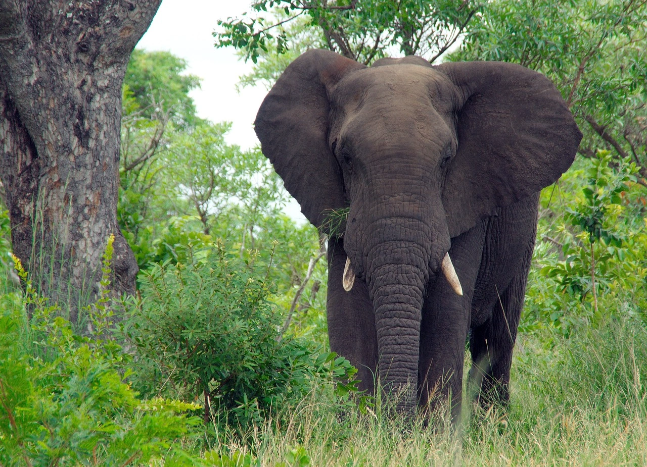 Luxury Big Five Safaris in Uganda