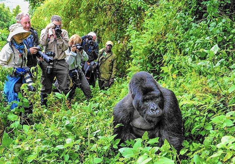 What to Wear for Gorilla Trekking