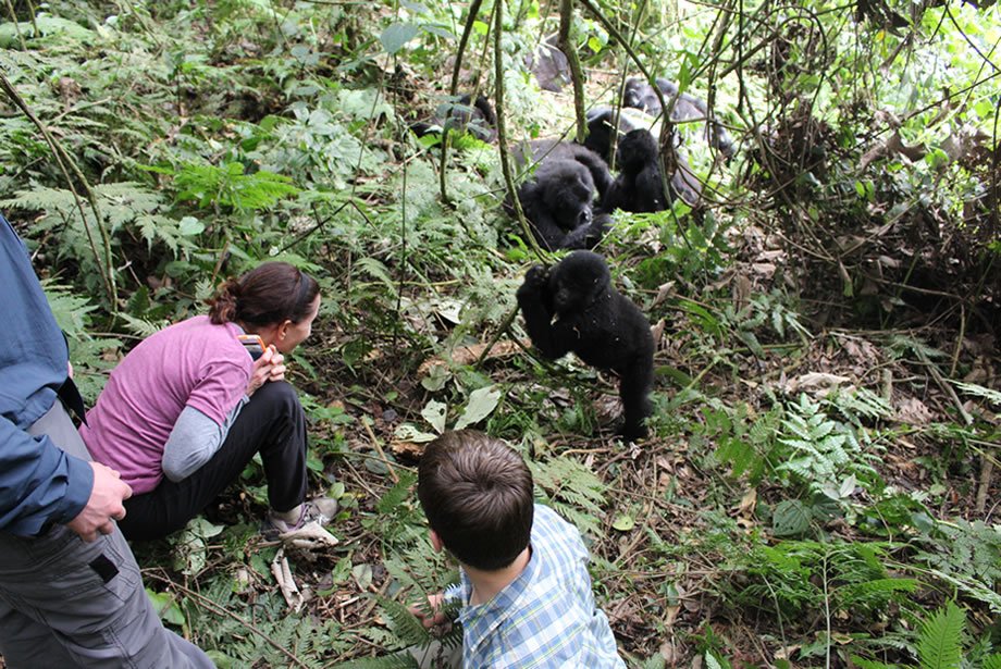 Best Time of Day for Gorilla Trekking