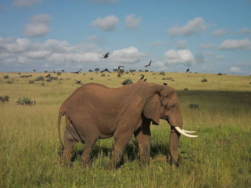 uganda cost safari breakdown