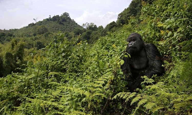 Volcanoes National Park Gorilla Trekking Guide