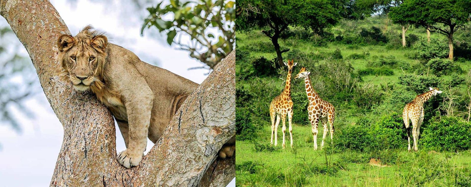 Uganda Safari Travel Tips for Beginners